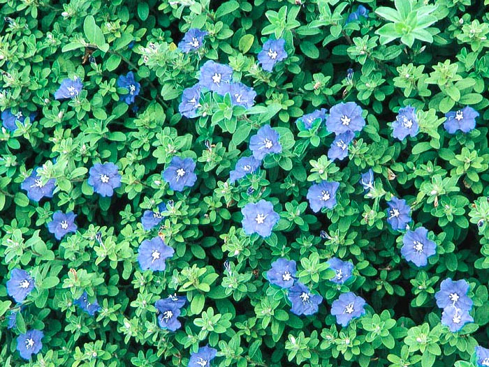 superstar blue flower